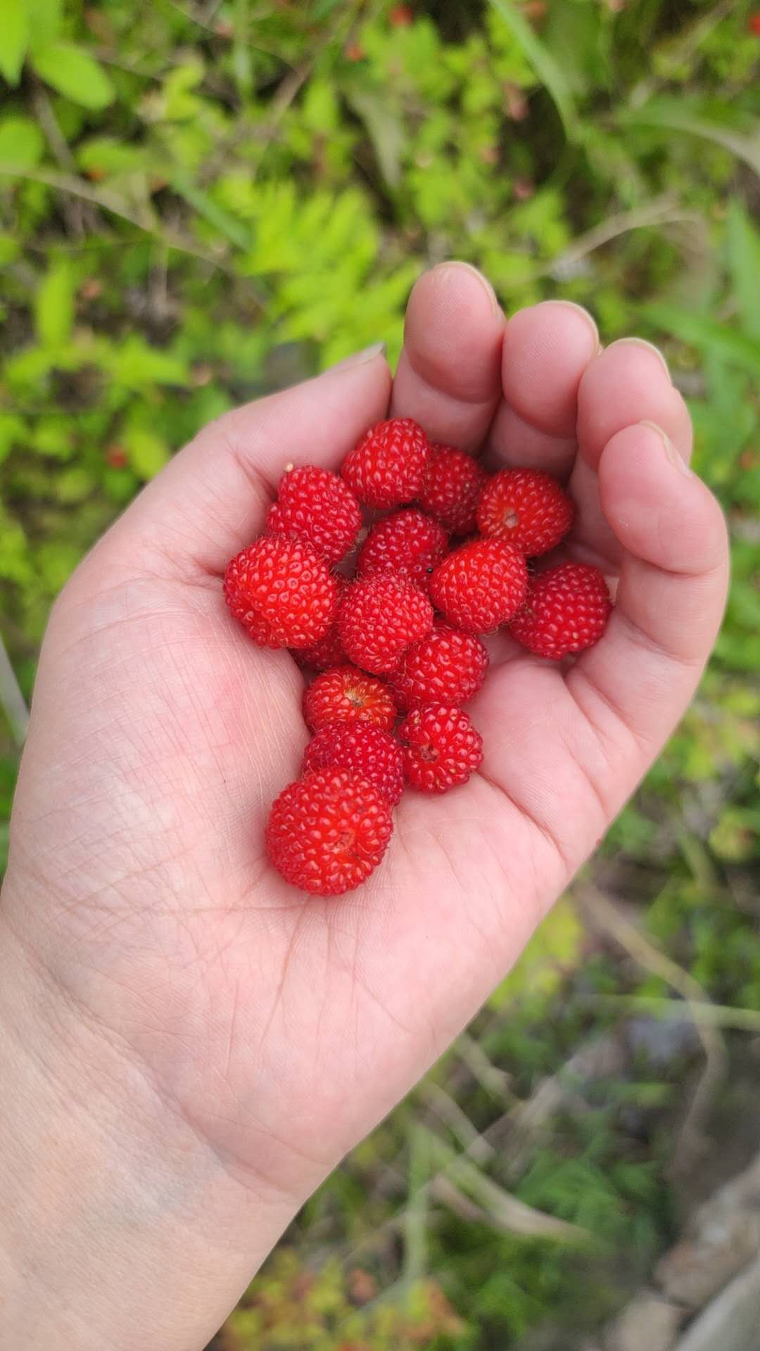 Celebrating Lixia: The Arrival of Summer in Chinese Culture